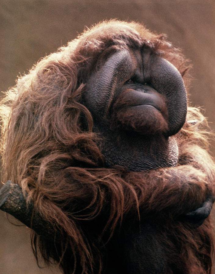 Animal Photograph - 1970s Mature Adult Orangutan Pongo by Vintage Images
