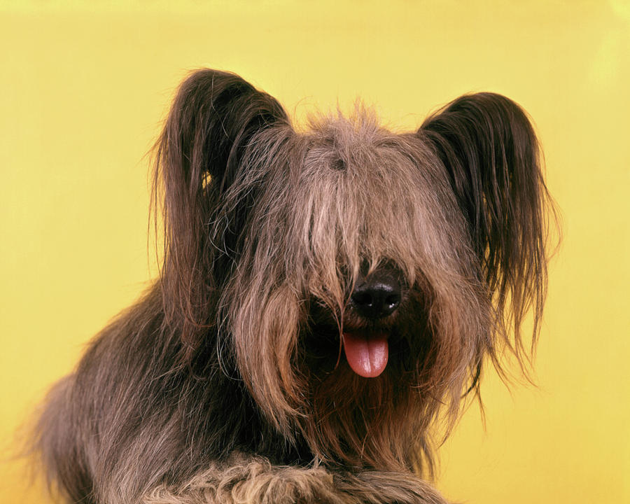 Shaggy Dog Puppies A studio portrait of a gray shaggy