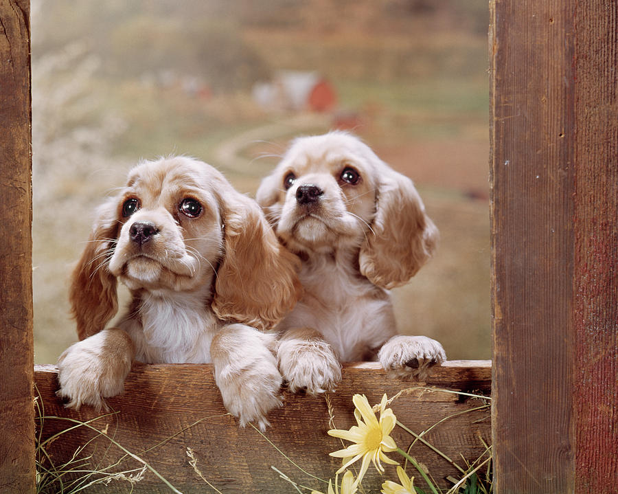 Horizontal Photograph - 1970s Two Cocker Spaniel Puppies by Vintage Images Horizontal Photograph - 1970s Two Cocker Spaniel Puppies by Vintage Images