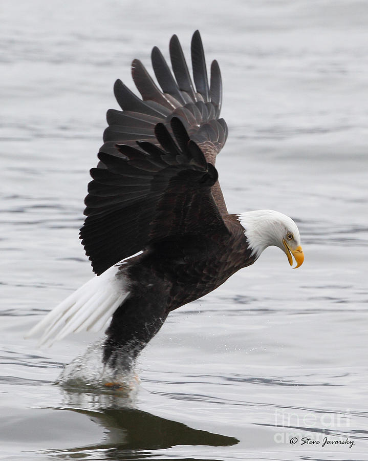 Bald Eagle #198 Photograph by Steve Javorsky