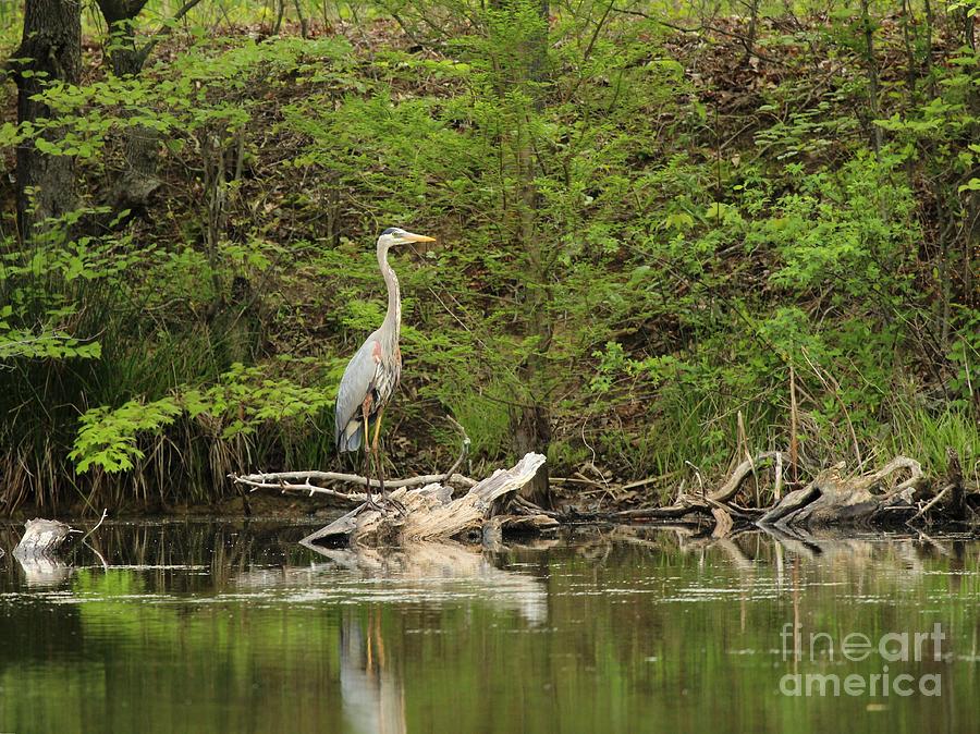 Great Blue Heron #198 Photograph by Jack R Brock