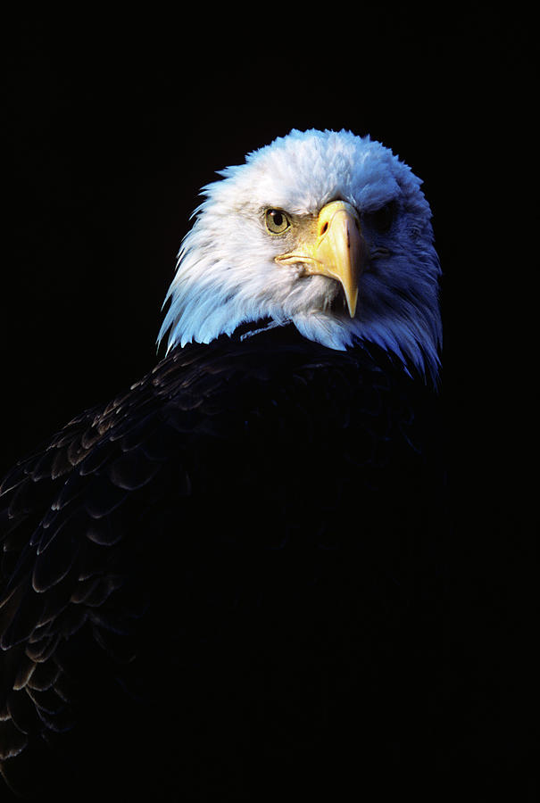 1980s Bald Eagle Head Haliaeetus Photograph by Animal Images - Fine Art ...