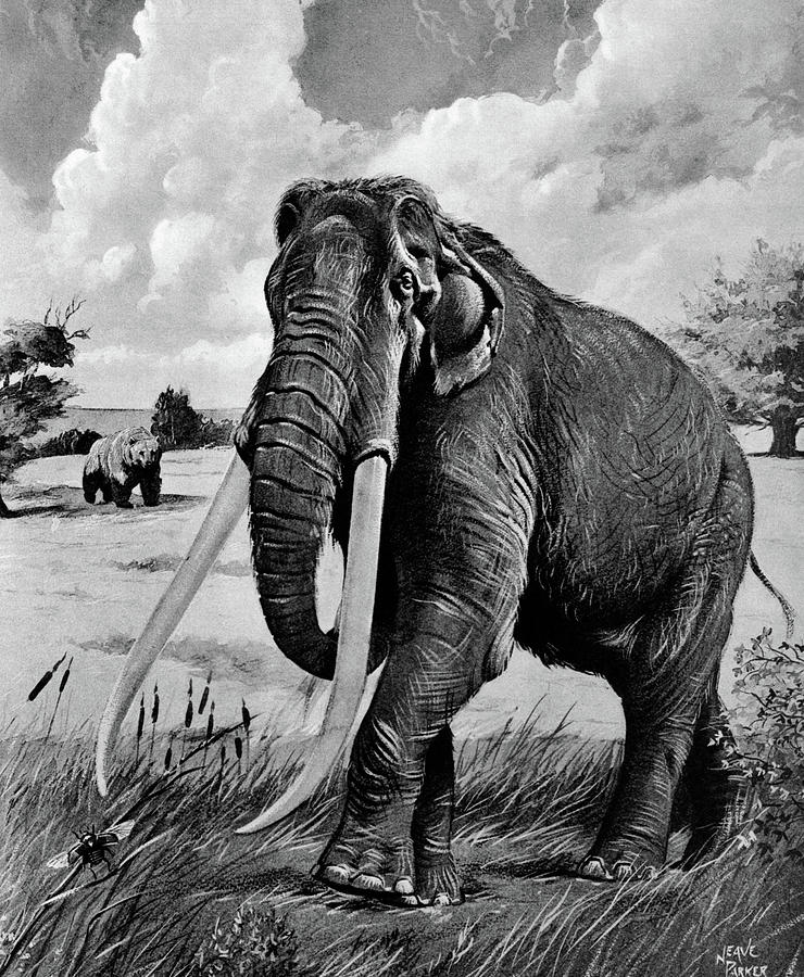 Black And White Painting - 1980s Illustration Of American Mastodon by Vintage Images