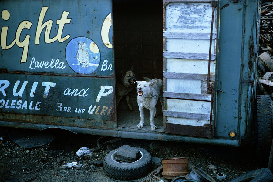 Dog Photograph - 1980s Junk Yard Dog by Animal Images