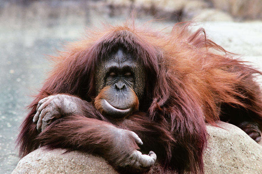 1980s Orangutan Pongo Pygmaeus  Indonesia Photograph by 