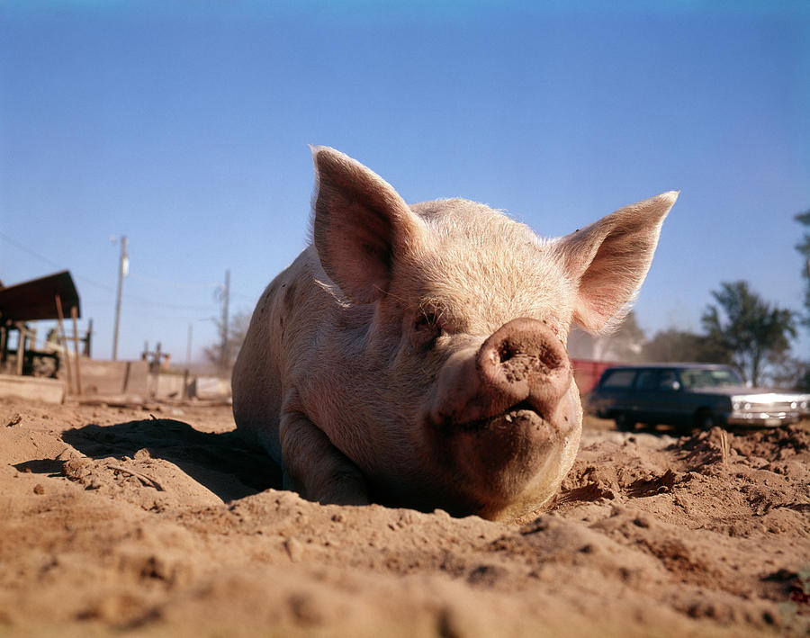 1980s Pig Wallowing In Dirt Mud On Farm Photograph by Vintage Images ...