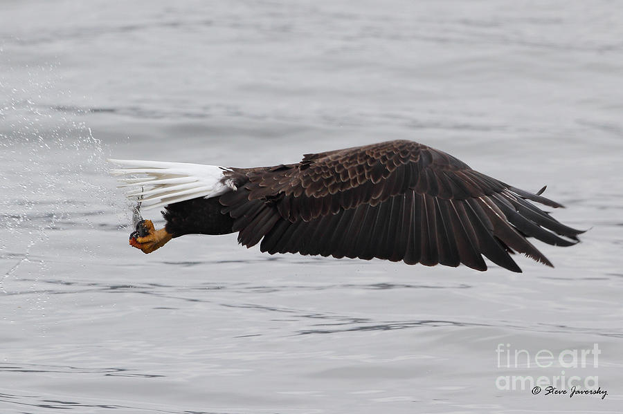 Bald Eagle #199 Photograph by Steve Javorsky