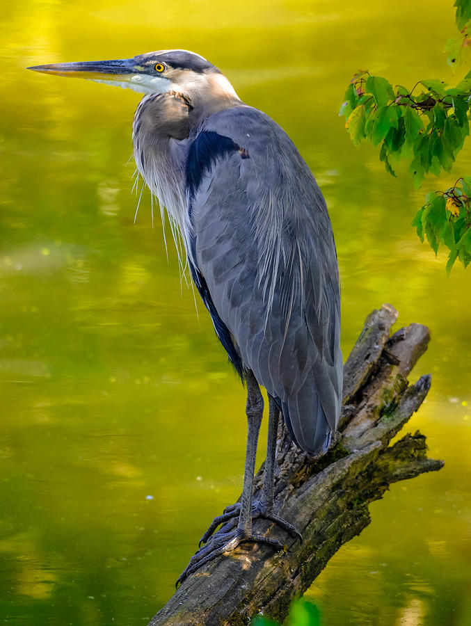 Great Blue Heron #199 Photograph by Brian Stevens
