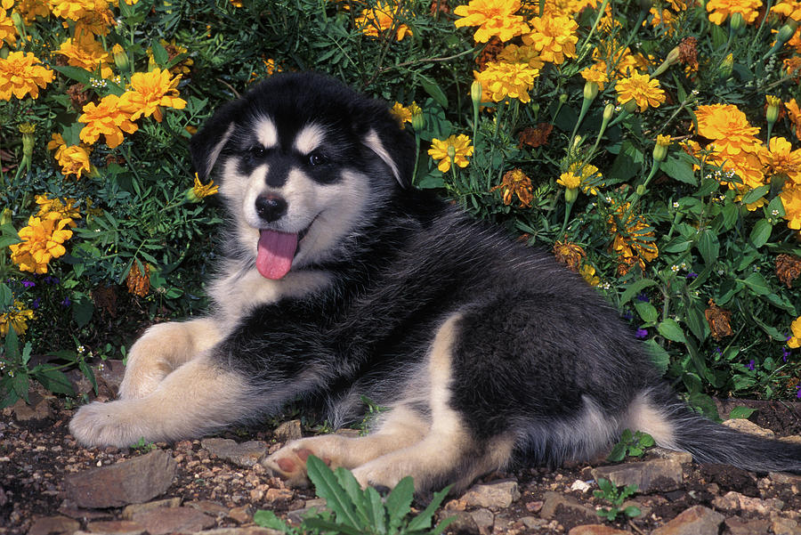1990s Alaskan Malamute Puppy Dog Lying Photograph by