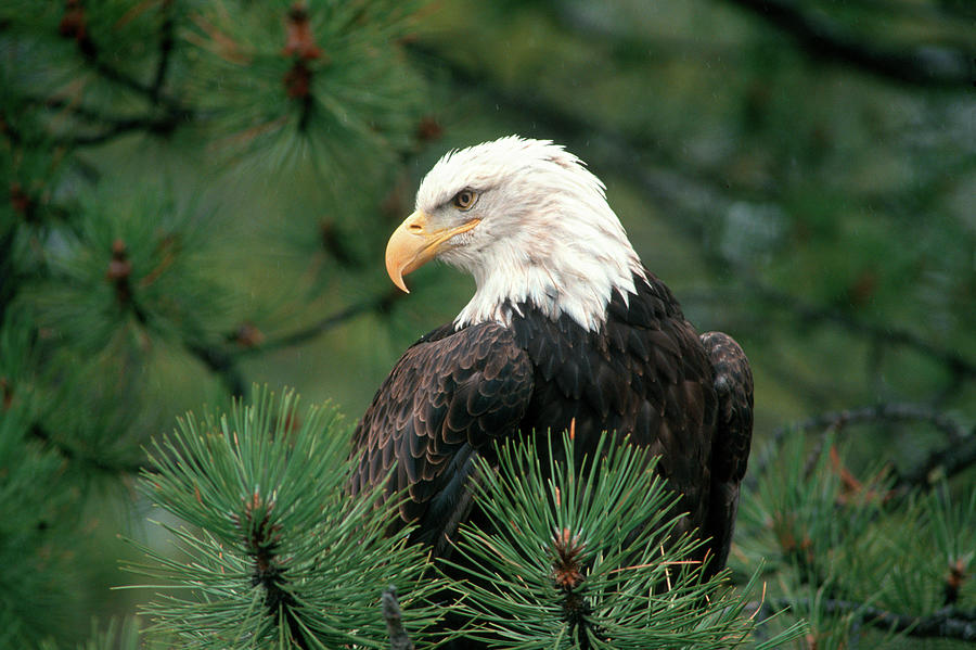 Animal Photograph - 1990s Bald Eagle Heliaeetus by Animal Images