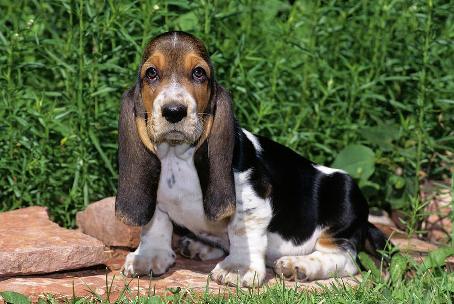 1990s Basset Hound Puppy Dog Sitting Photograph by Vintage Images - Pixels