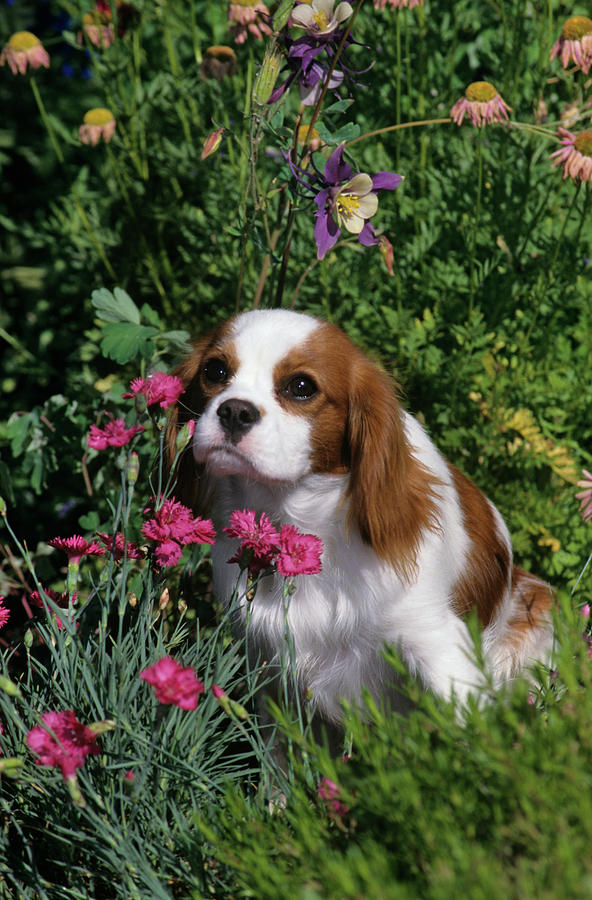 Animal Photograph - 1990s Cavalier King Charles Spaniel Dog by Animal Images