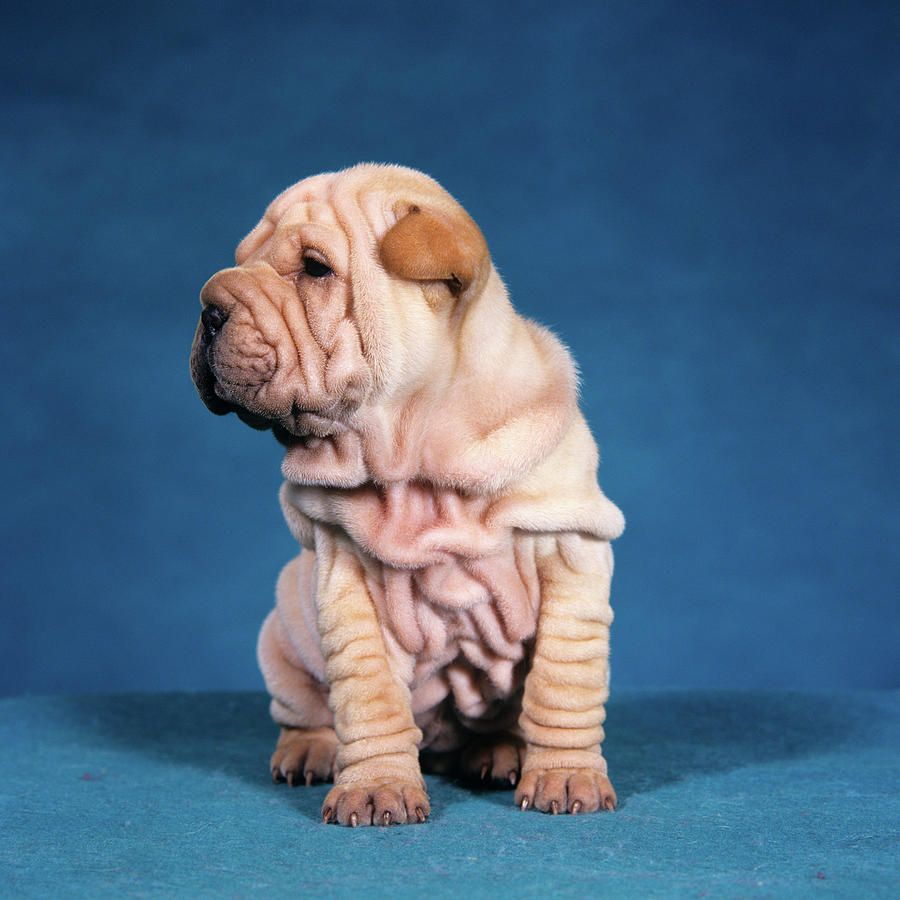Animal Photograph - 1990s Chinese Shar Pei Puppy Dog Sitting by Vintage Images
