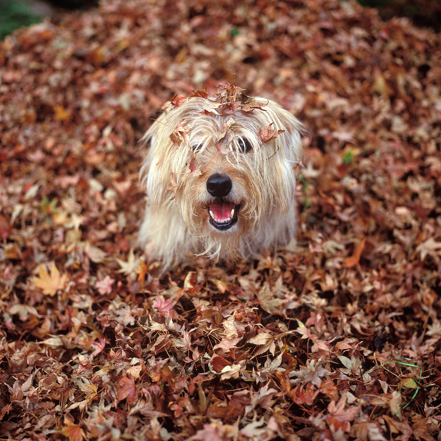Up Movie Photograph - 1990s Dog Covered In Leaves by Vintage Images