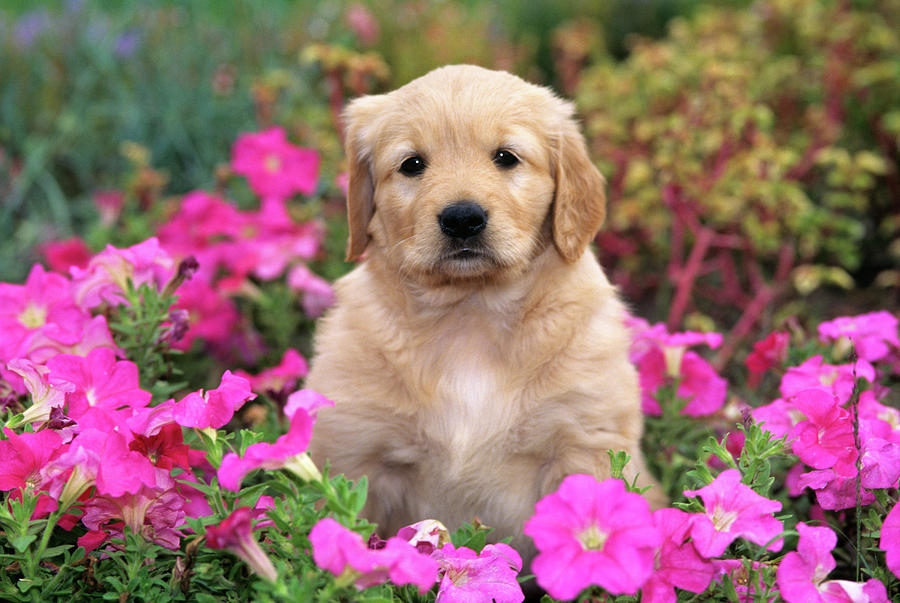 1990s Golden Retriever Puppy Dog Photograph by Vintage Images - Pixels