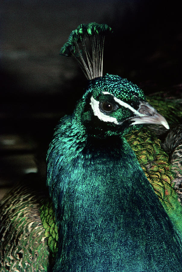 1990s Head Shot Of Male Peacock Photograph by Animal Images - Fine Art ...