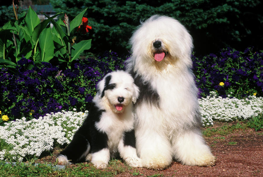 Animal Photograph - 1990s Old English Sheepdog Adult by Vintage Images