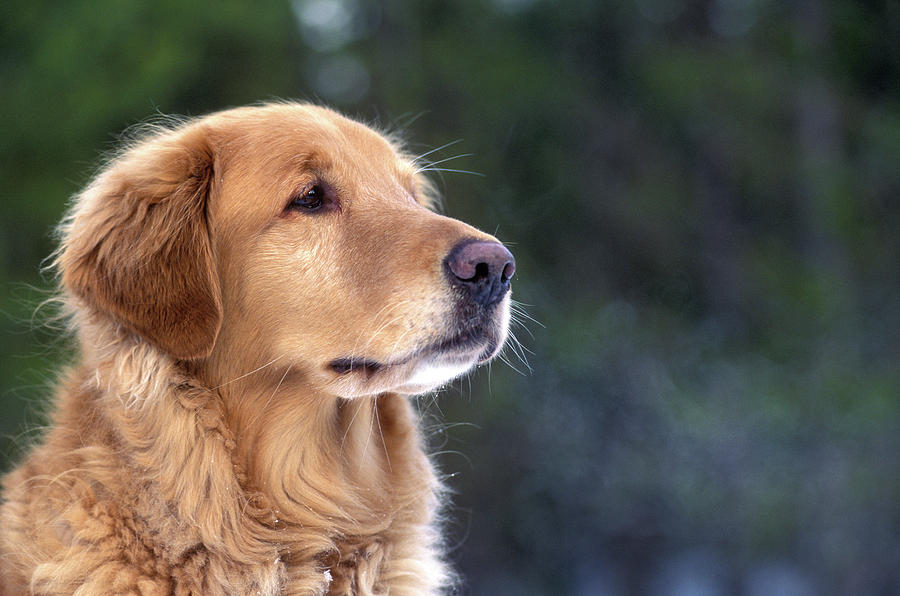 1990s Portrait Golden Retriever Dog Photograph by Animal Images - Fine ...