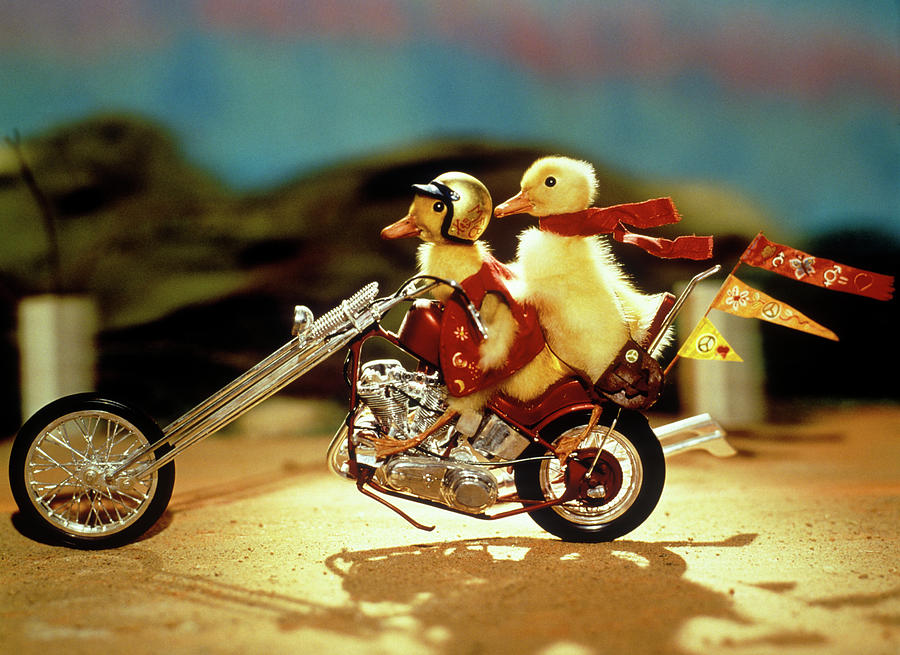 1990s Two Baby Ducklings Riding Photograph by Vintage Images