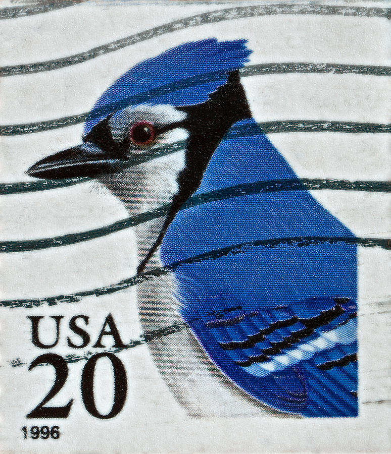 1996 Blue Jay Stamp Photograph by Bill Owen