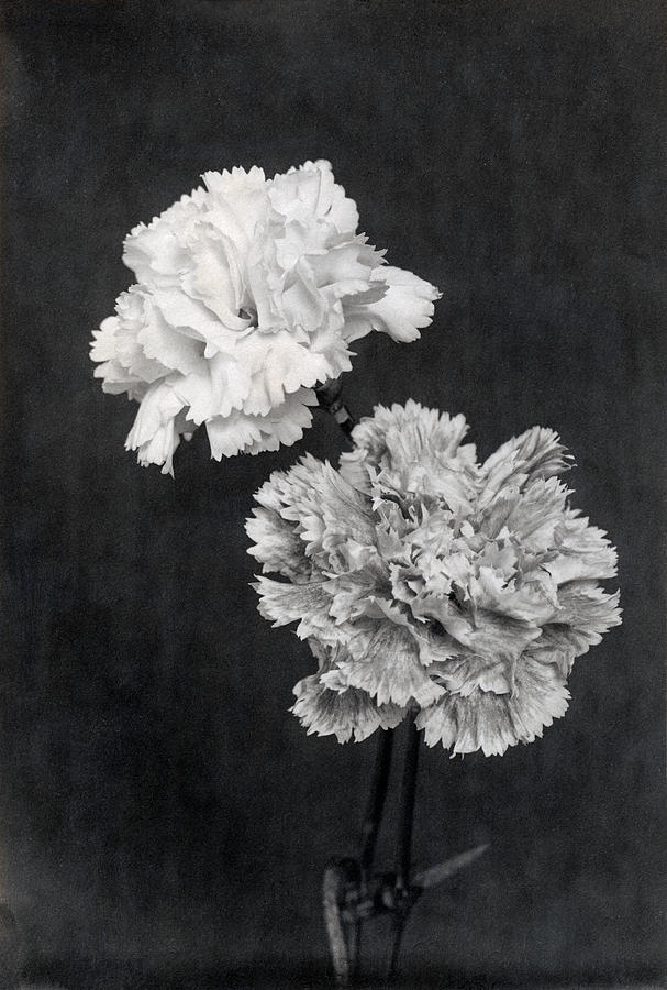 19th C. Carnations  Photograph by Historic Image