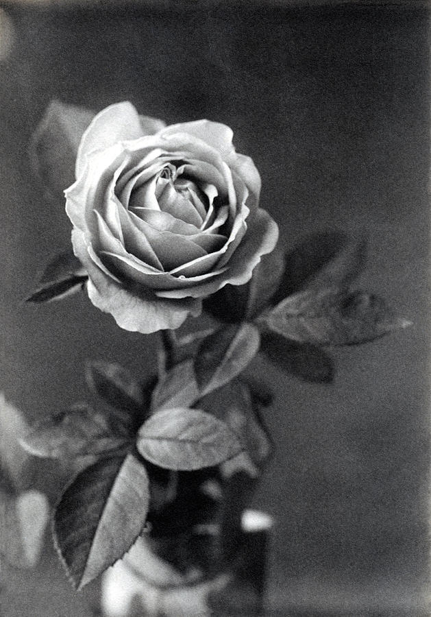 19th C. Photographic Study of a Rose Photograph by Historic Image