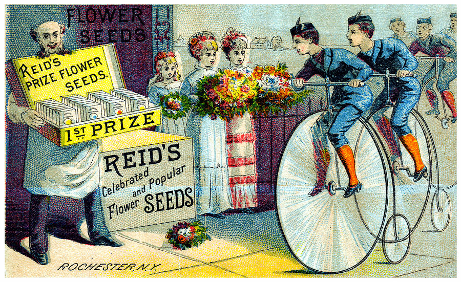 19th C. Reids Flower Seeds Painting by Historic Image