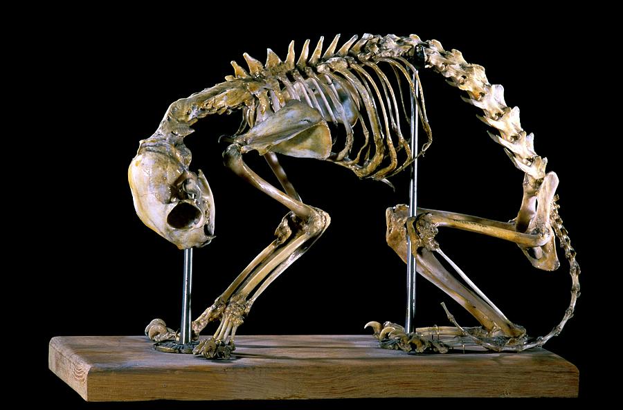 19th Century Deformed Cat Skeleton Photograph by Patrick Landmann