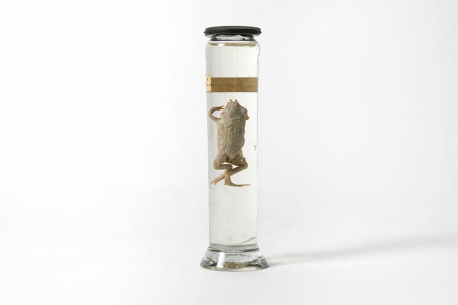 19th Century embalmed amphibian Photograph by Science Photo Library