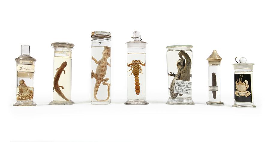 19th Century embalmed animal specimens Photograph by Science Photo Library