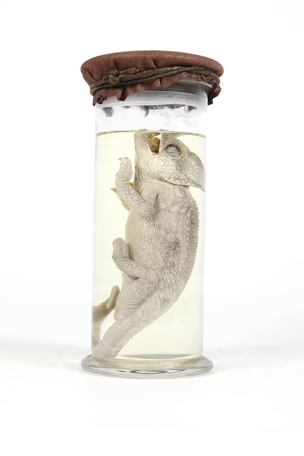 19th Century embalmed chameleon Photograph by Science Photo Library