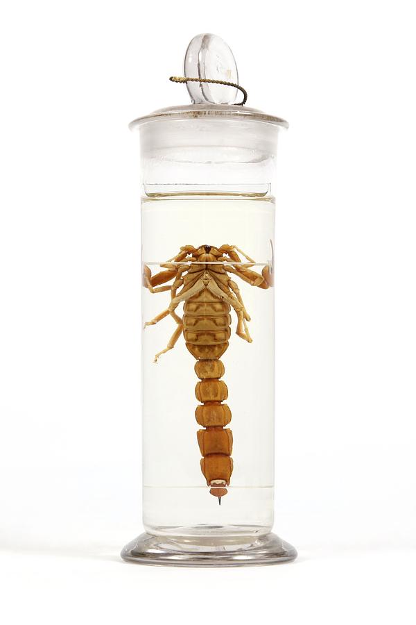 19th Century embalmed scorpion Photograph by Science Photo Library