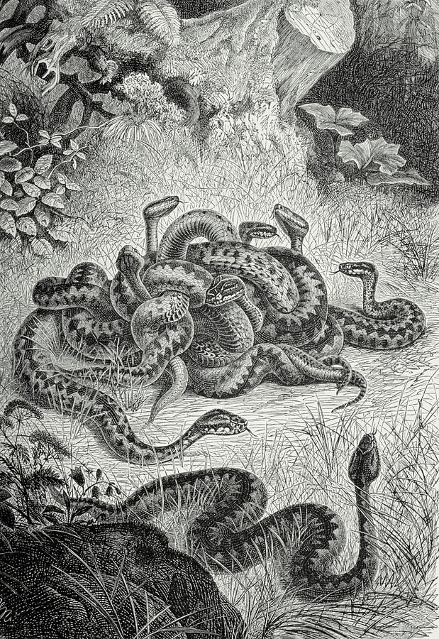 19th Century Engraving Of A Nest Of Vipers Photograph by George Bernard/science Photo Library