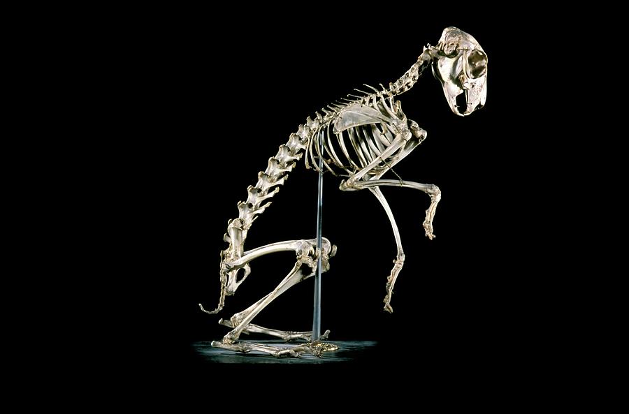 19th Century Hare Skeleton Photograph by Patrick Landmann/science Photo ...