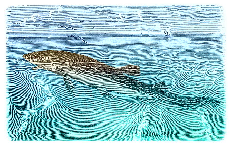 19th Century Illustration Of A Dogfish Photograph by David Parker/science Photo Library