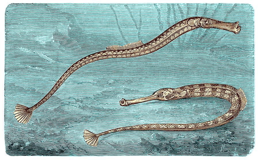 19th Century Illustration Of Pipefish. Photograph by David Parker/science Photo Library