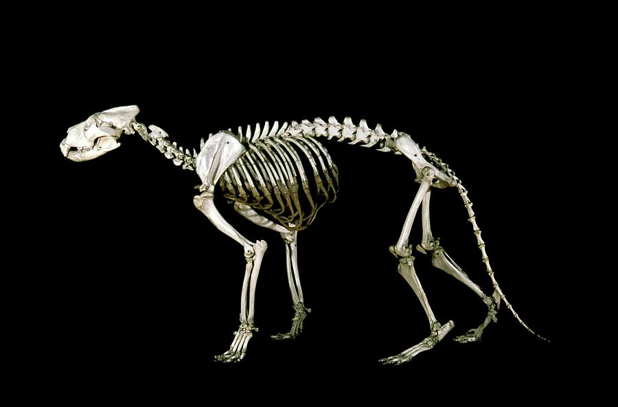 19th Century Lion Skeleton Photograph by Patrick Landmann/science Photo ...