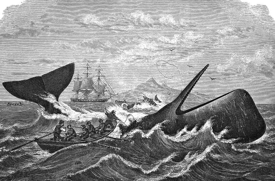 Black And White Photograph - 19th Century Whale Hunt by Bildagentur-online/tschanz