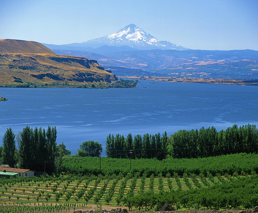 1A4525 Mt Hood Columbia River and Vineyards  Photograph by Ed  Cooper Photography