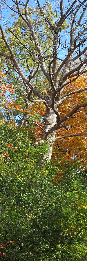 Tree Mixed Media -  Vertical Panorama Fall Colors Trees Lion River Creek Trail Oakville Ontario Canada  Photography dig #4 by Navin Joshi