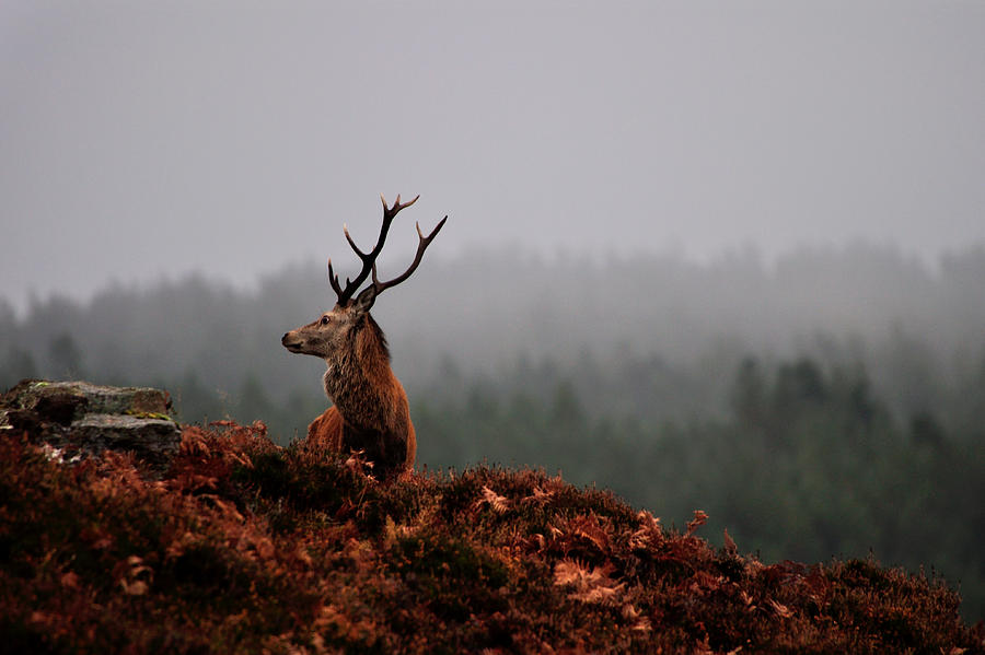  Red Deer Stag #2 Photograph by Gavin Macrae