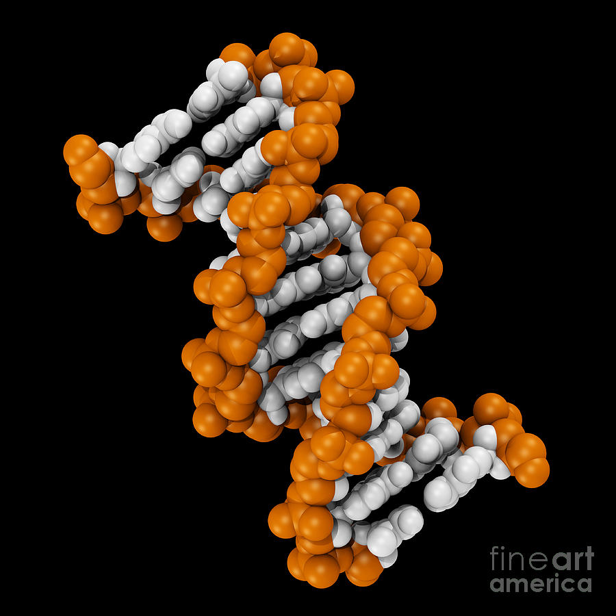3d Dna Molecule #2 Photograph by Scott Camazine