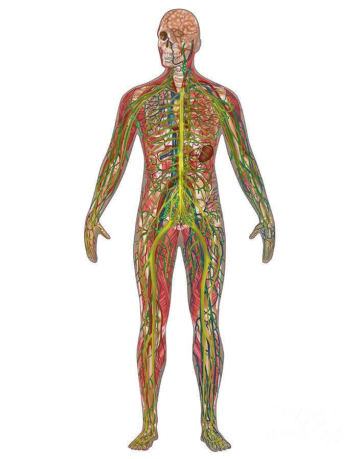 Skeleton Photograph - 5 Body Systems In Male Anatomy #2 by Gwen Shockey
