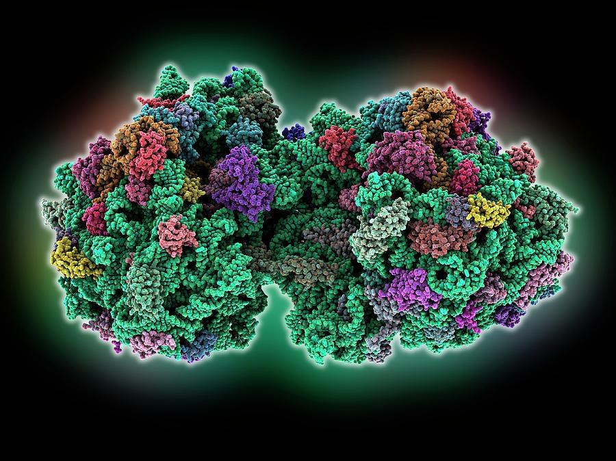 70s-ribosome-photograph-by-laguna-design-pixels