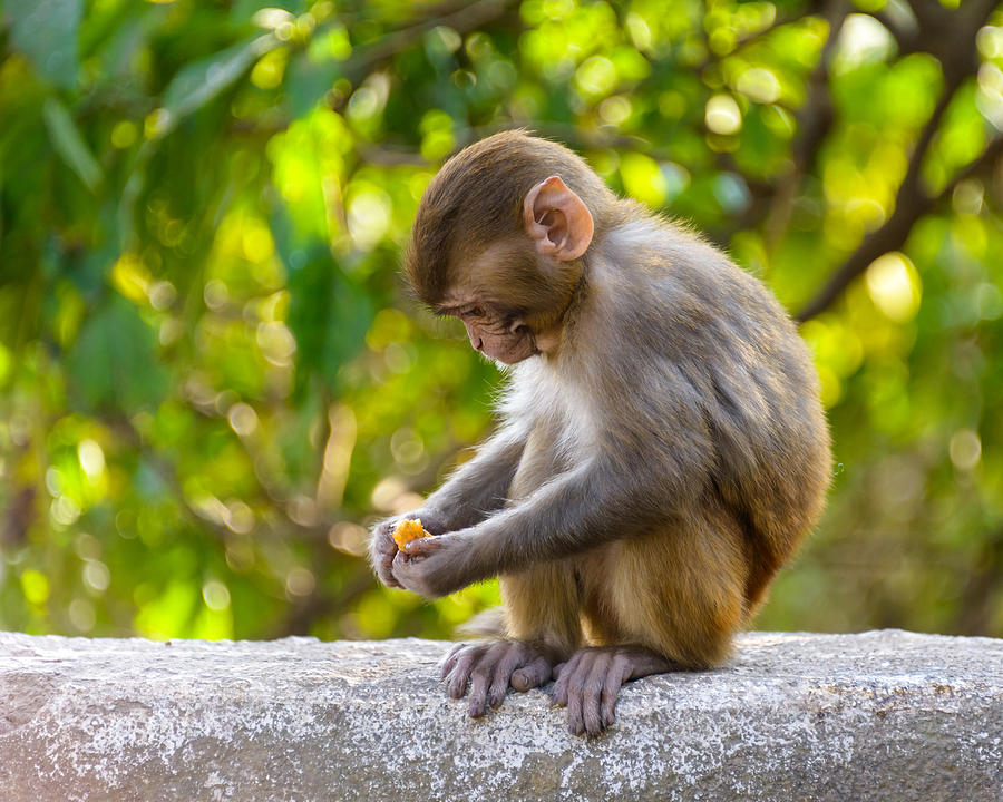 A baby macaque eating an orange #2 Photograph by Dutourdumonde Photography