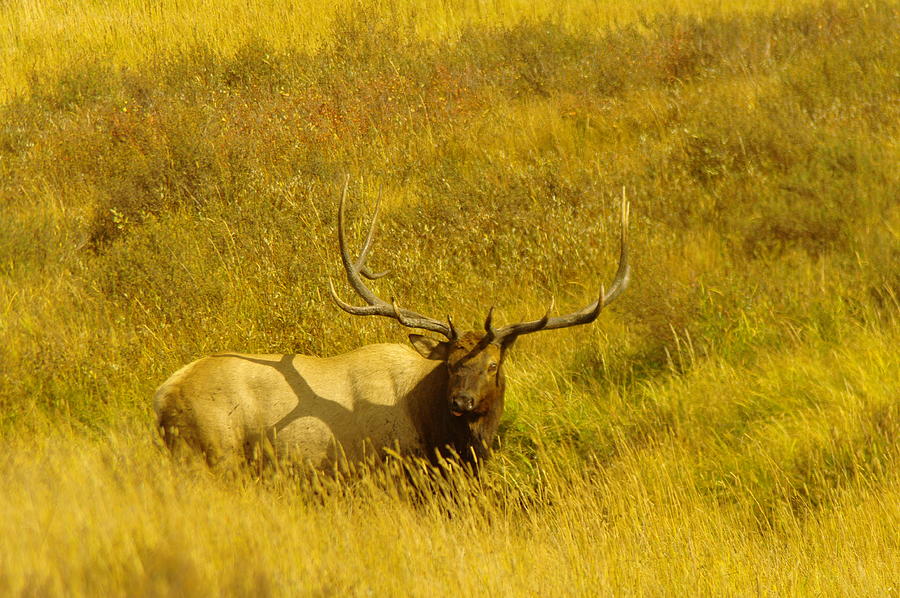 A Big Bull Elk Photograph