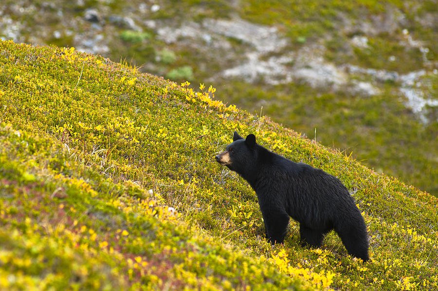Wildlife Photograph - A Black Bear Foraging For Berries On A #2 by Michael Jones