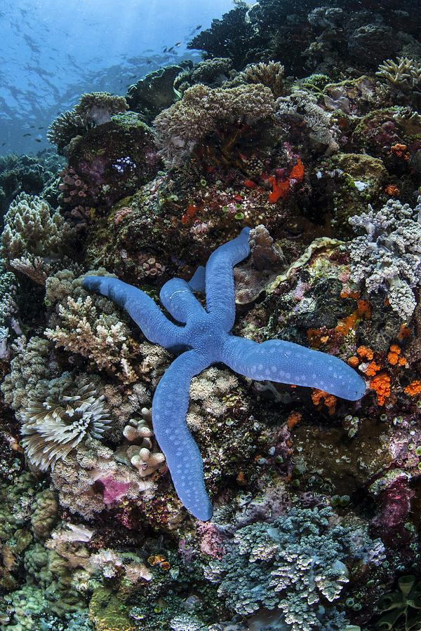 A Blue Starfish Clings To A Reef #2 Photograph by Ethan Daniels