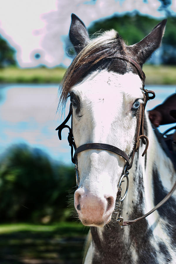 A Horse is a Horse Of Course Photograph by Frank Feliciano