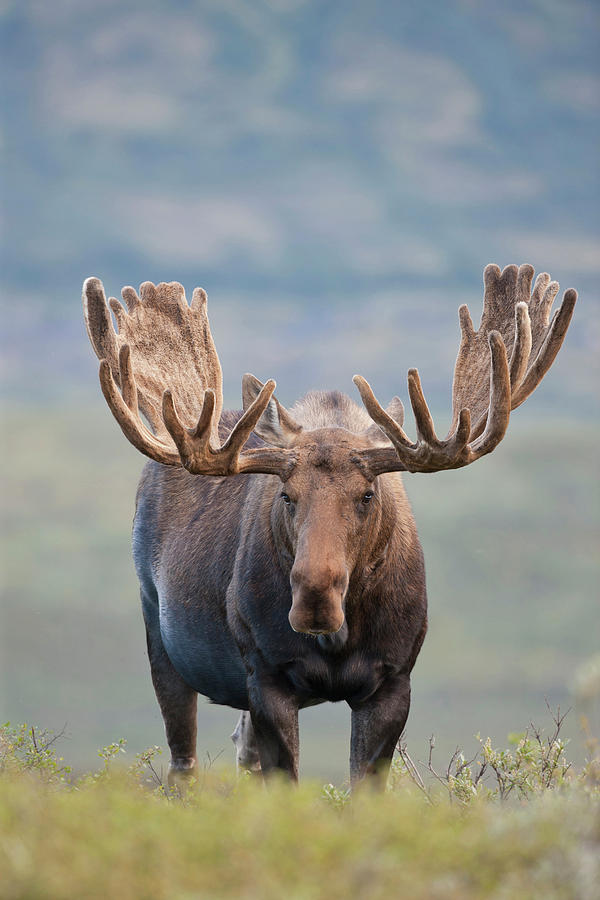 Denali National Park Photograph - A Large Bull Moose Stands Among Willows #2 by Hugh Rose